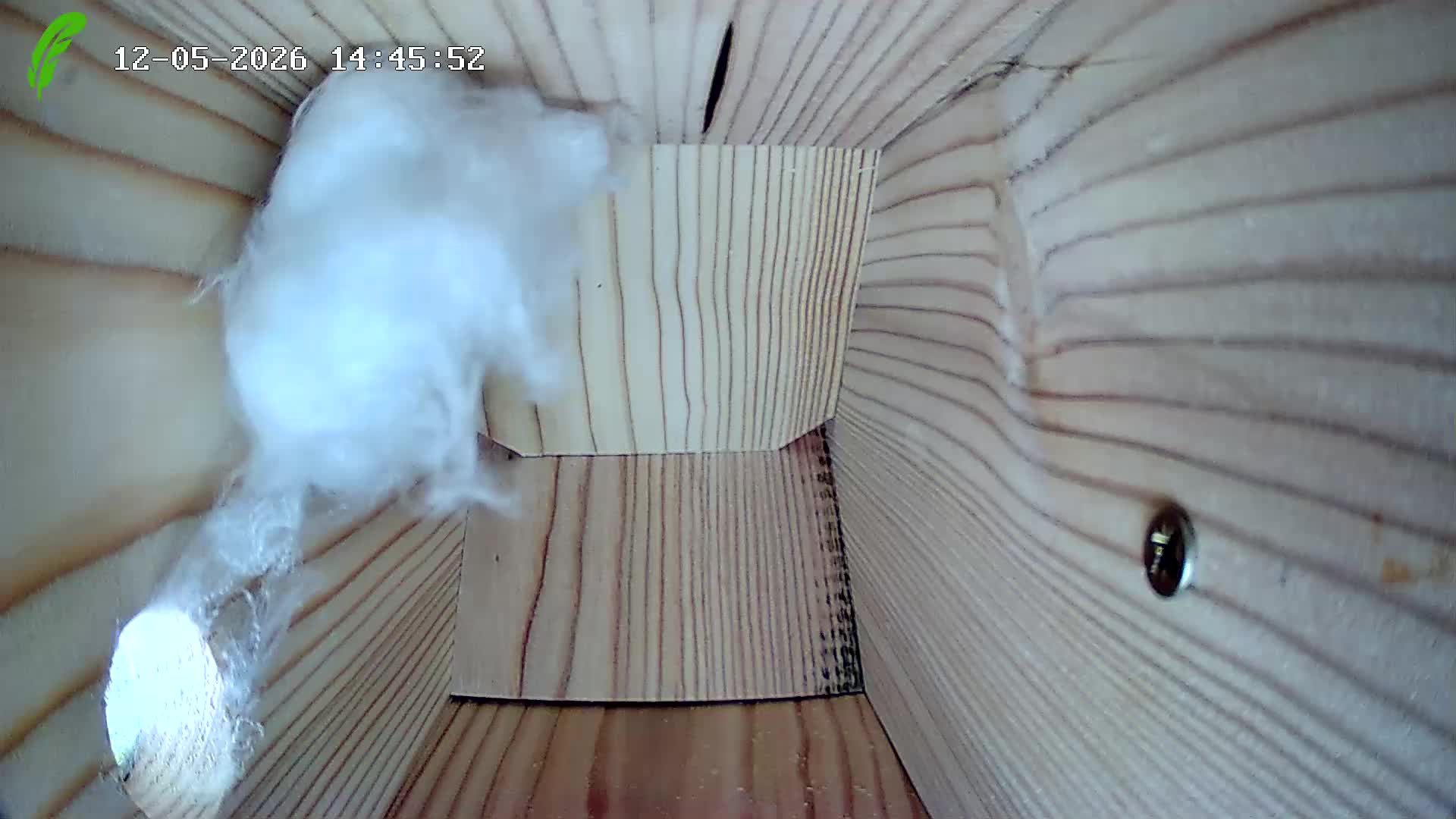 Webcam Nichoir en direct